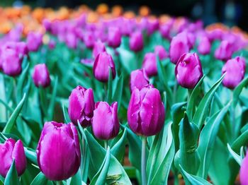 Close-up of purple tulips blooming outdoors