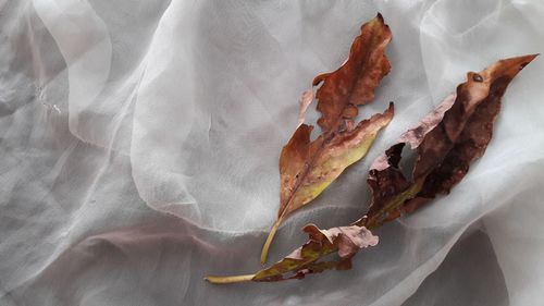 Close-up of white rose on leaves