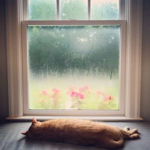 Cat relaxing on window sill at home