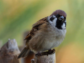 Close-up of bird perching on wooden post