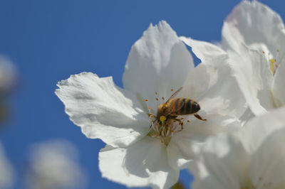 Close-up of bee on white flower