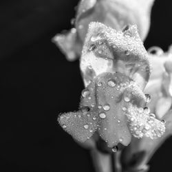 Close-up of wet flower