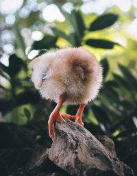 Close-up of a mushroom