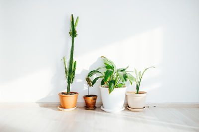 Potted plants in front of a white wall