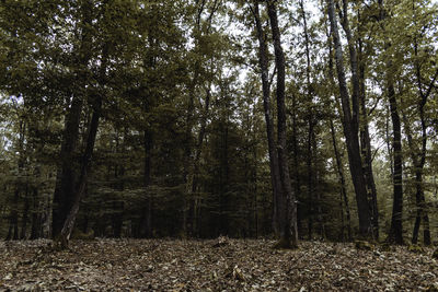 Trees in forest