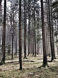 Trees in forest