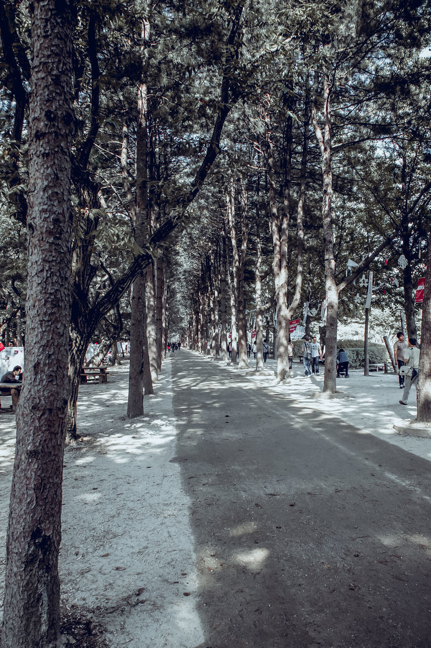 STREET AMIDST TREES IN CITY