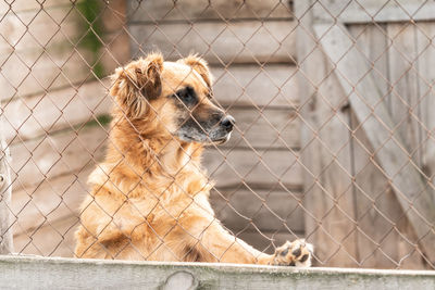 View of a dog looking away