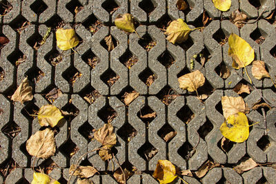 Full frame shot of yellow metal grate