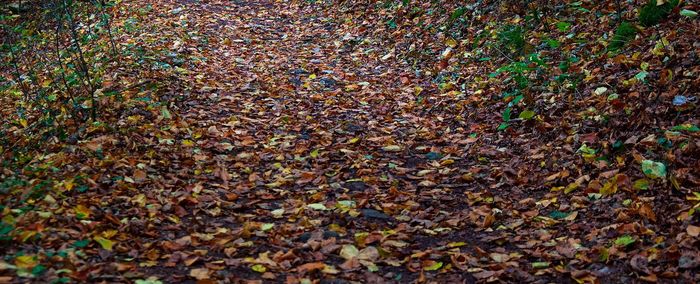 Full frame shot of multi colored autumn leaves