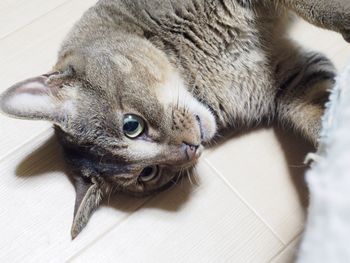 Close-up portrait of a dog