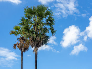 palm tree