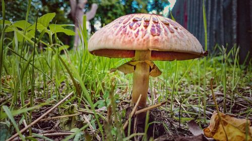 Close-up of mushroom on grass