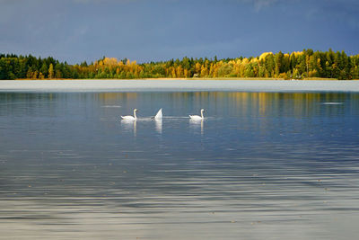 Swans swimming in lake