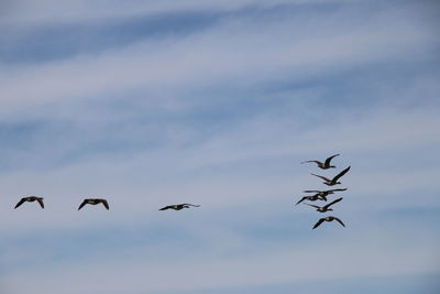 Low angle view of birds flying in sky