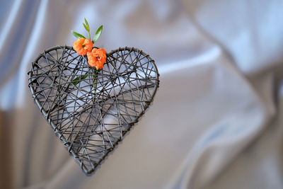 Close-up of butterfly on plant