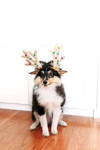 Portrait of dog standing on hardwood floor