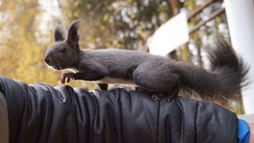 Close-up of squirrel on tree