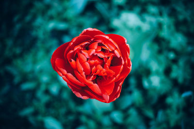 Close-up of red rose against blurred background