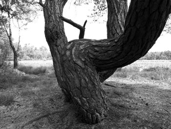 Close-up of tree trunk