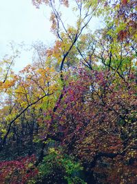 Low angle view of flowers on tree