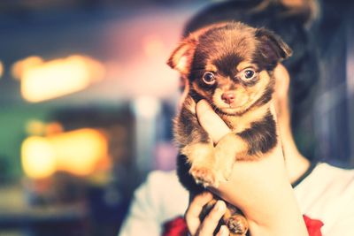 Close-up portrait of dog