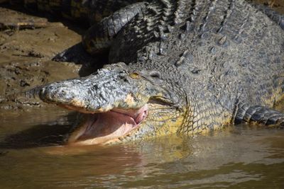 Close-up of crocodile in river