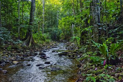 Stream flowing amidst trees in forest