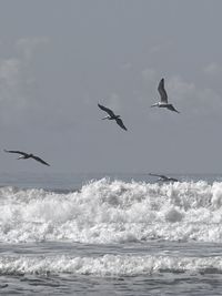 Seagulls flying over sea against sky