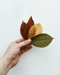 Close-up of cropped hand holding leaf
