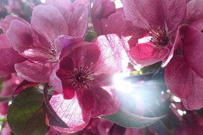 Close-up of pink flowers blooming outdoors