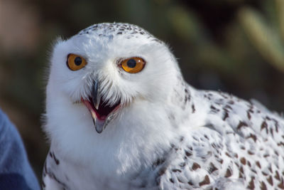 Close-up portrait of white owl