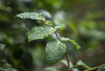 Close-up of wet plant leaves during rainy season