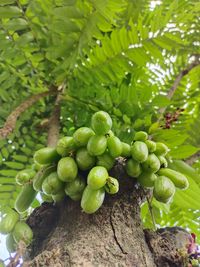 Close-up of fruits growing on tree