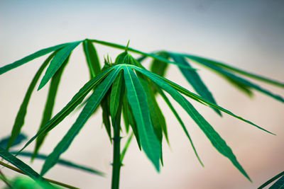 Close-up of fresh green plant against sky