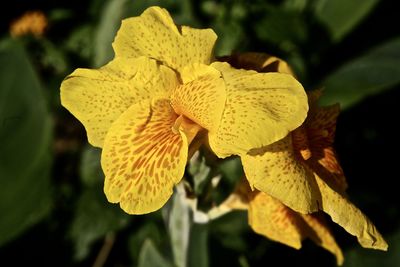 Close-up of yellow flowers blooming outdoors