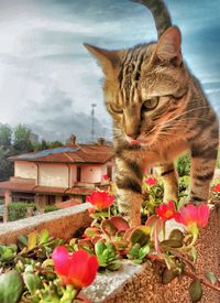 Close-up of cat in backyard