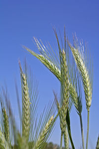 Close-up of plants against blue sky