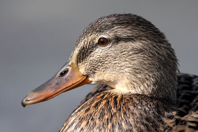 Close-up of a bird looking away