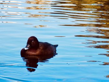 View of duck swimming in lake