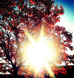 Low angle view of trees against bright sun