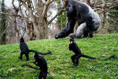 Monkeys on field