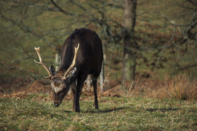 Deer grazing in a forest