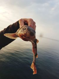 Cropped hand of person holding dead fish against sea during sunset