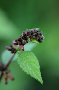 Close-up of flowering plant