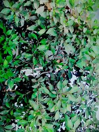 Full frame shot of green leaves