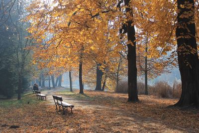 Trees in forest during autumn