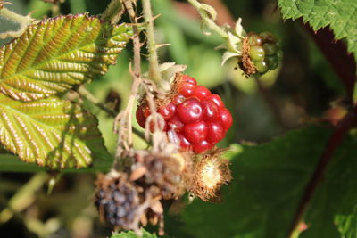 Close-up of strawberry growing on plant