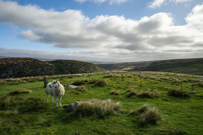 Sheep in a field