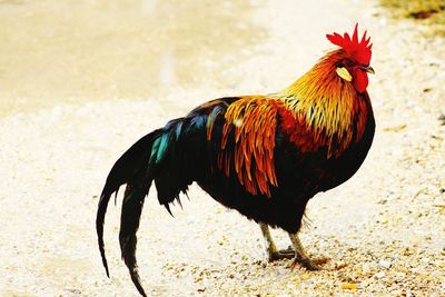 Close-up of rooster